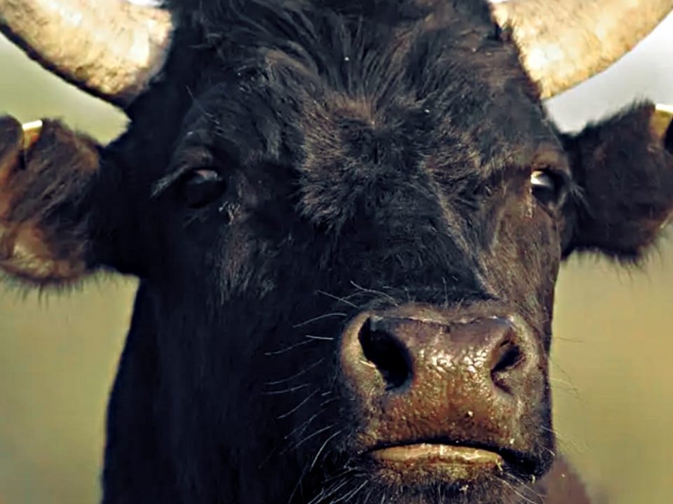 Le taureau